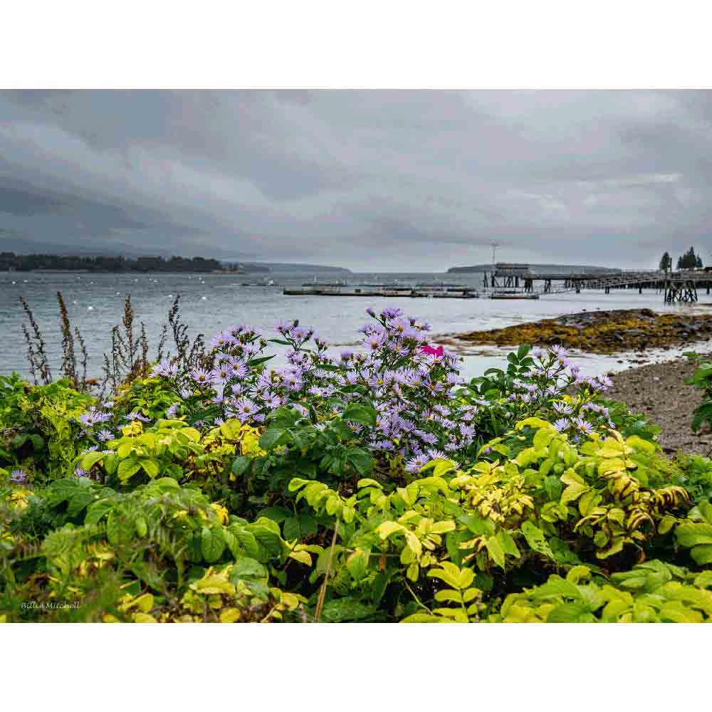 2024 Calendar - October photo of flowers and pier, Manset, Maine. 